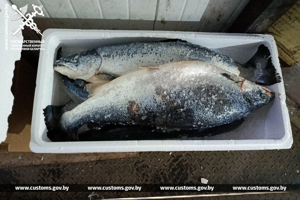 ИП хотел незаконно ввезти в Россию из Беларуси 14 тонн лосося. Фото: ГТК.