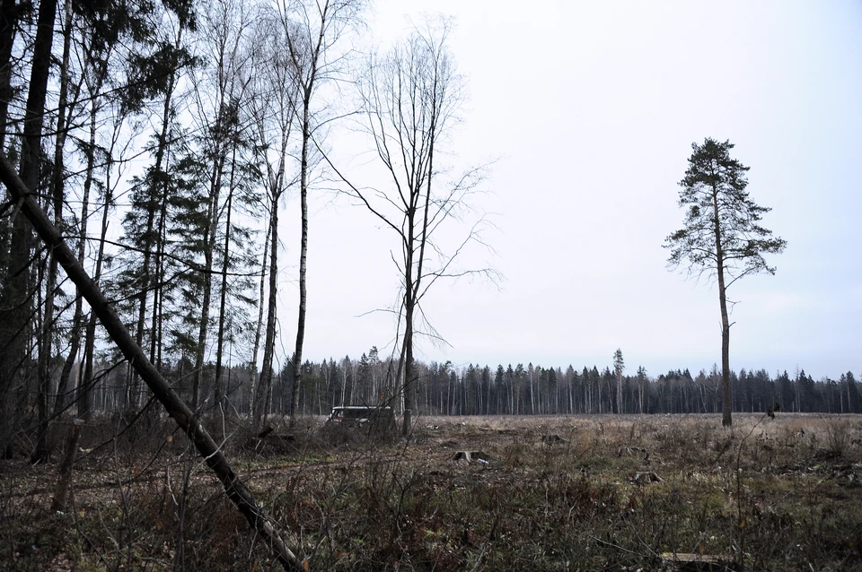 В Кузбассе злоумышленники предстанут перед судом за вырубку 12-ти тысяч кубометров леса.