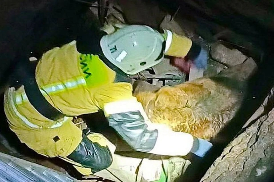 В Снежном и Донецке сотрудники МЧС спасли двух собак, упавших в ямы. Фото: МЧС ДНР