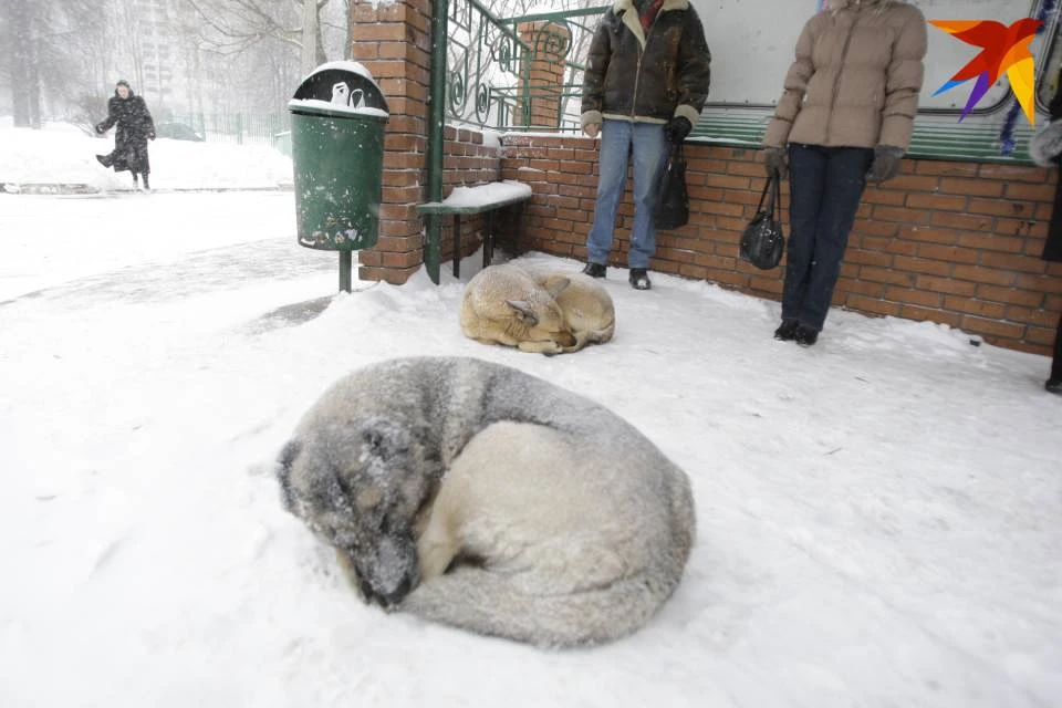 В Мурманской области нет эвтаназии бездомных животных.