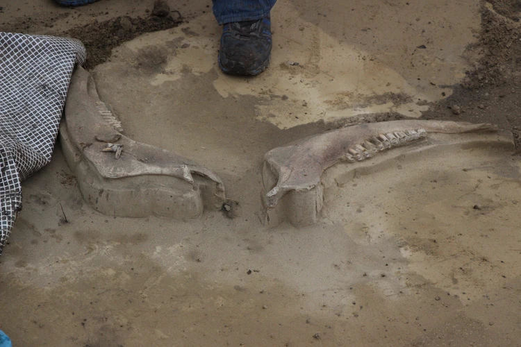Больше века не знали об их судьбе: Найденные под Ростовом останки гидротеразавра остаются в музее Лондона