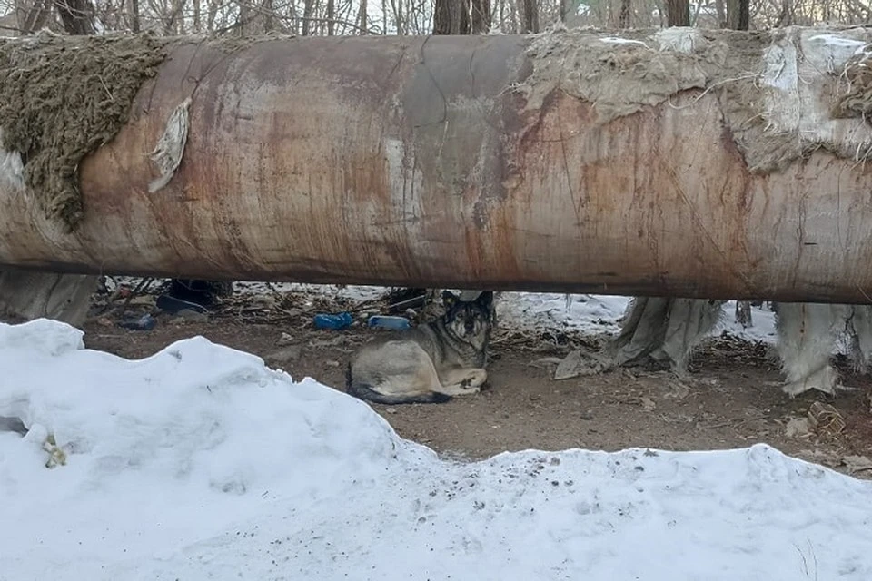 В приюте «Спецавтохозяйства» на пожизненном содержании находится 70 собак