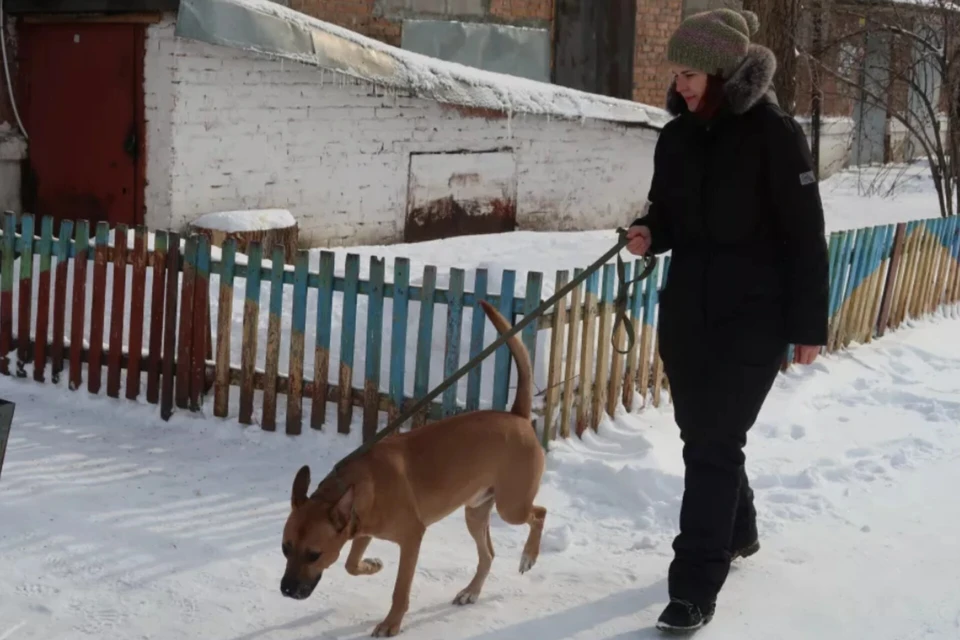 Пока хозяина ищут, пса пристроили у новым хозяевам. Фото: Анна Сабанова