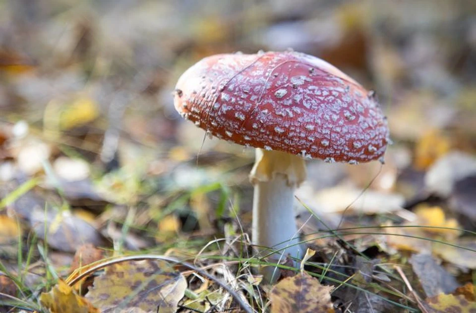 У задержанного в Сочи обнаружили грибы с психоактивным веществом.