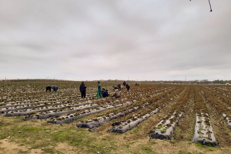 В клубничной столице Херсонской области готовятся к сезону ягоды Фото: Каховская администрация