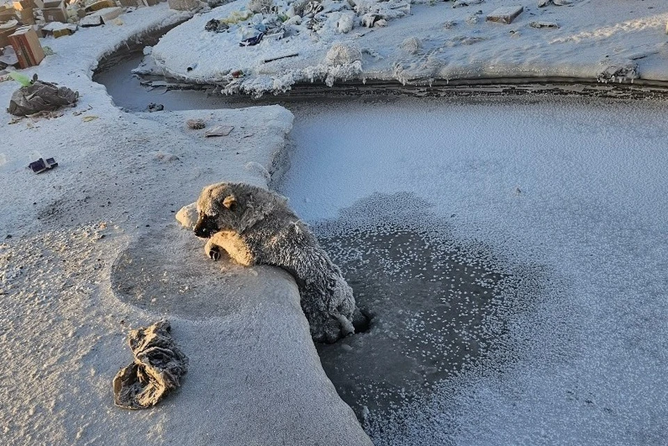 Неизвестно, сколько так примерзшим пробыл бедный пес. Фото: «Заря Яны»