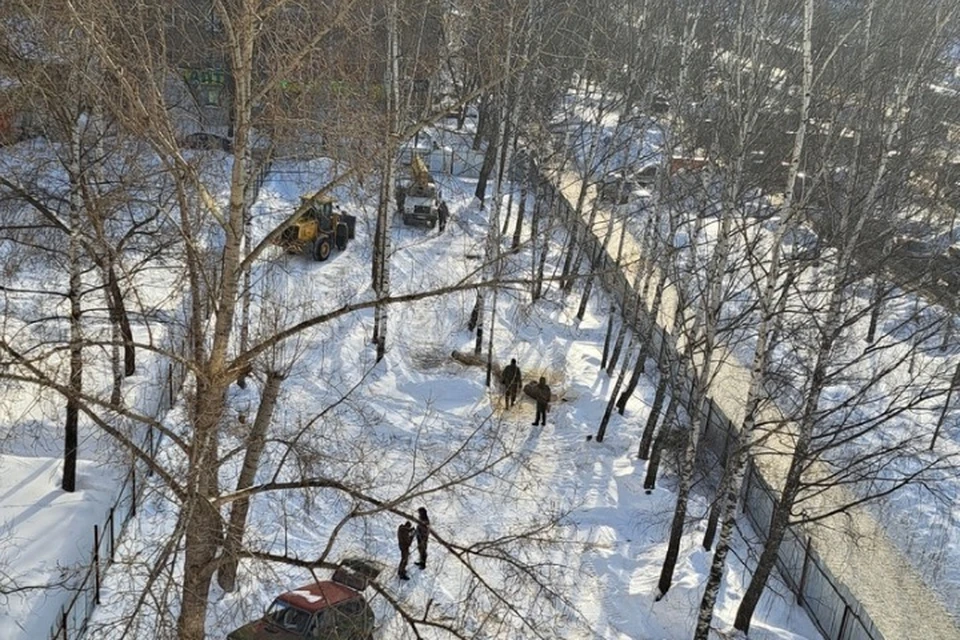 Вырубку деревьев на улице Молодежная в Ижевске возобновили. Фото: @zlou18