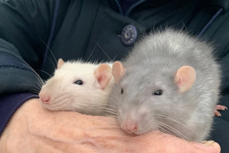 «Сердце сжималось от боли»: В Твери женщина спасла двух крыс от смерти на помойке