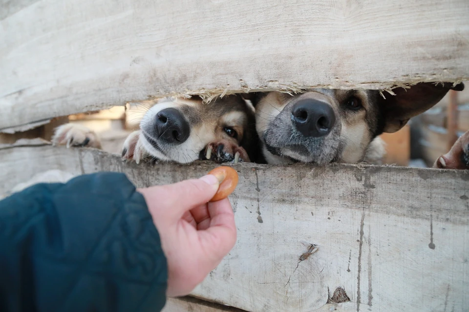 В Красноярск начали привозить бездомных собак из Бурятии