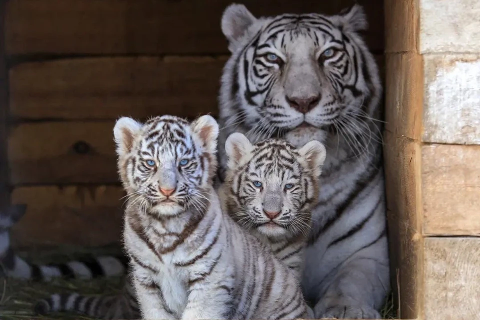 Белые тигры барнаульского зоопарка
