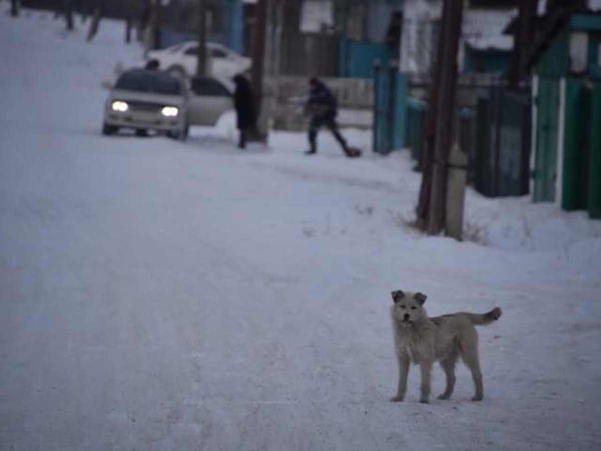 Вцепилась в ногу и не отпускала»: одноклассники отбили 8-летнего мальчика у  бродячей собаки в Братске - KP.RU