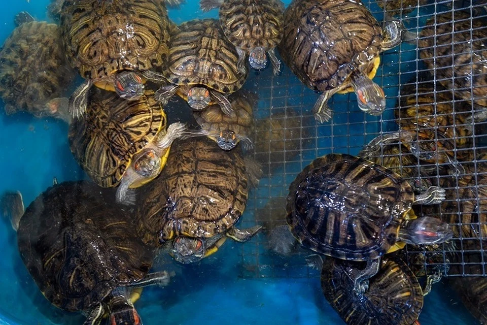 Девять человек умерли после употребления мяса морской черепахи в Танзании