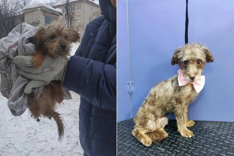 Год назад несчастные животные из Тольятти не знали, как преобразится их жизнь