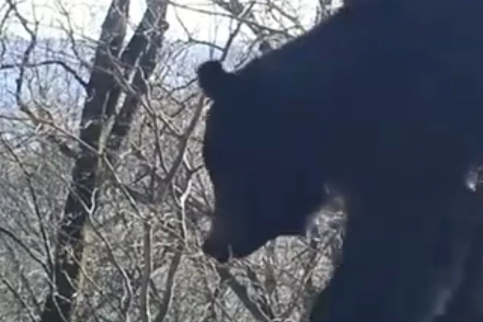 Видео с танцующими медведями опубликовал нацпарк в Приморье, фото: скриншот из видео