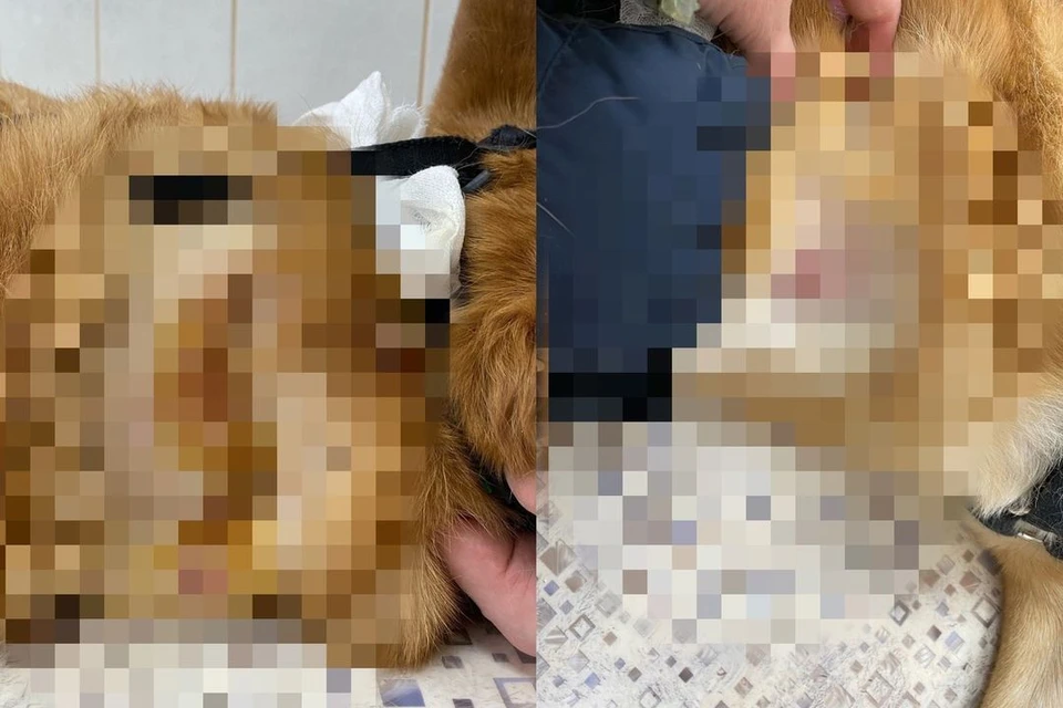 В Новосибирске два стаффа напали на парня и изувечили его собаку. Фото: Полина Матвеева.