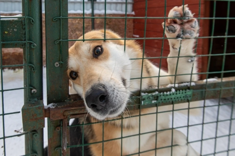 В прошлом году в Ростовской области насчитали около восьми тысяч бездомных животных.