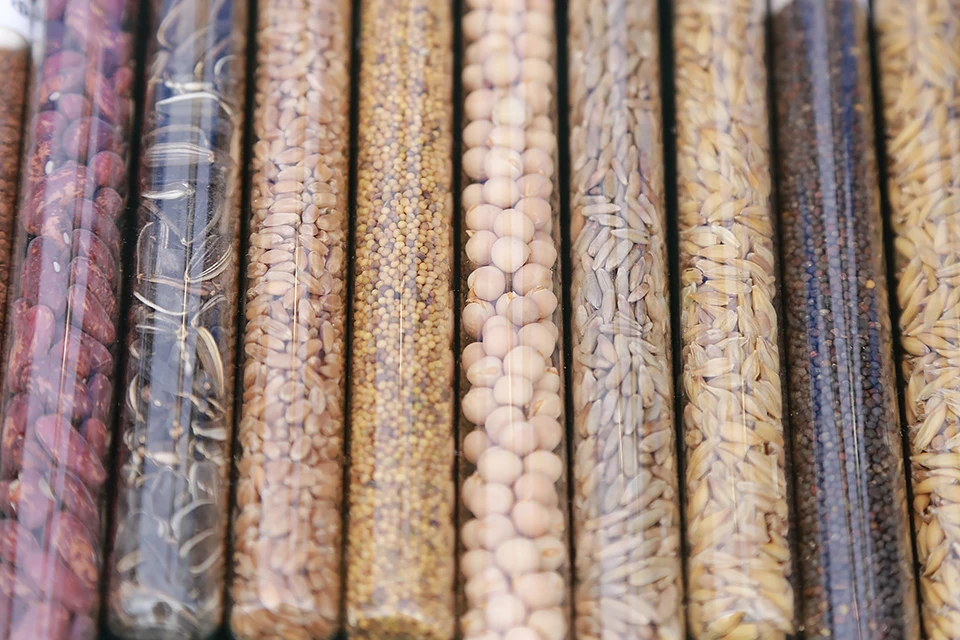 Законом в России запрещена реализация семян, не включенных в Государственный реестр селекционных достижений.