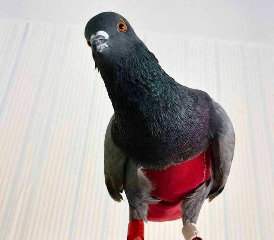 В Омске бесследно пропал домашний голубь в красных штанишках. Фото: соцсети хозяина