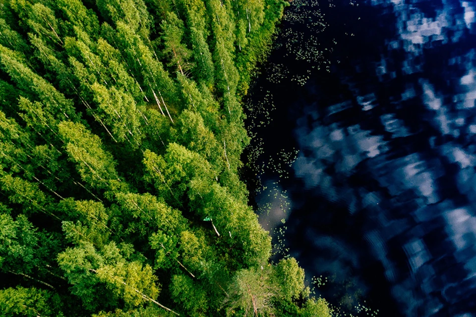 Лесовосстановление - одна из стратегических задач фонда «Экология». Фото: Пресс-служба АО Россельхозбанк