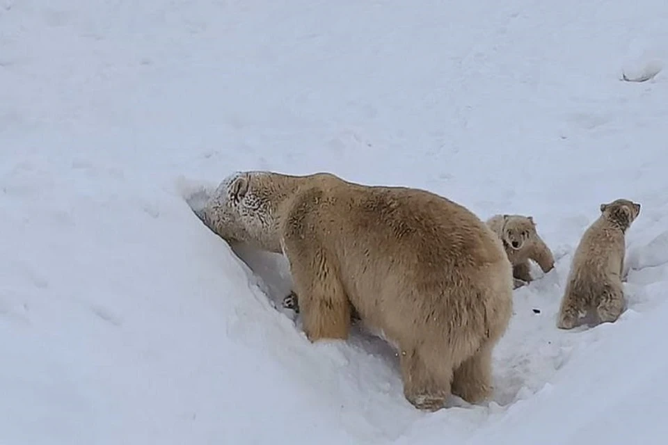 Медведица вывела потомство на прогулку в зоопарке Якутии Фото: телеграм-канал Айсена Николаева