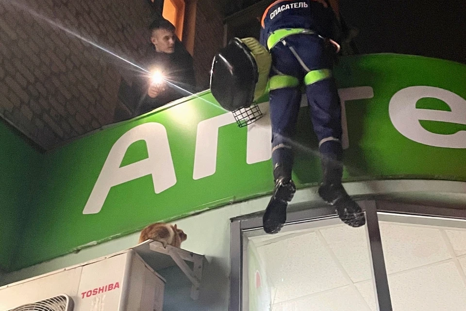 В Рязани волонтеры сняли с крыши магазина девять замерзших кошек.