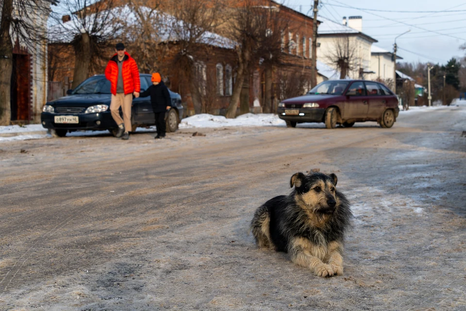 В Оренбуржье приняли закон об эвтаназии бездомных животных