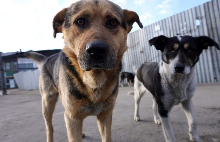 На решение проблемы бродячих собак в Волгоградской области в 2024 году выделят 25 млн