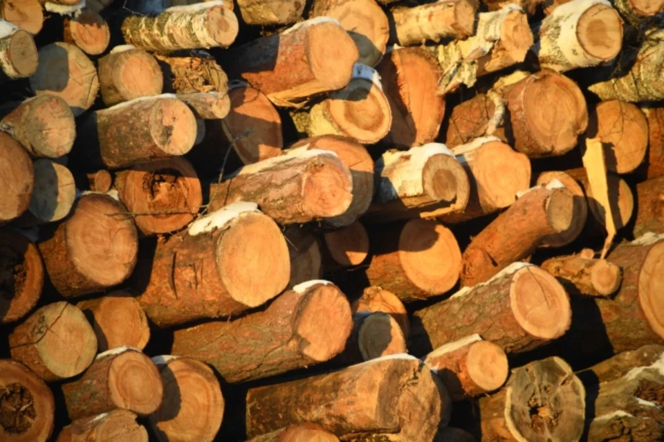 40 млн рублей выплатит житель Тайшета за незаконный экспорт древесины