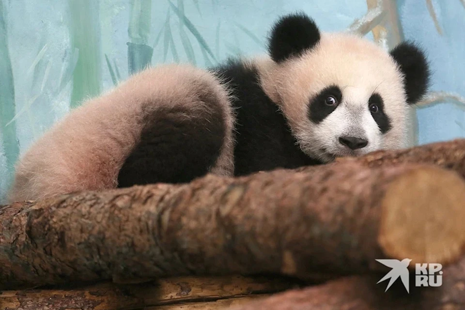 Панда Катюша из Московского зоопарка уедет в Китай в 4 года
