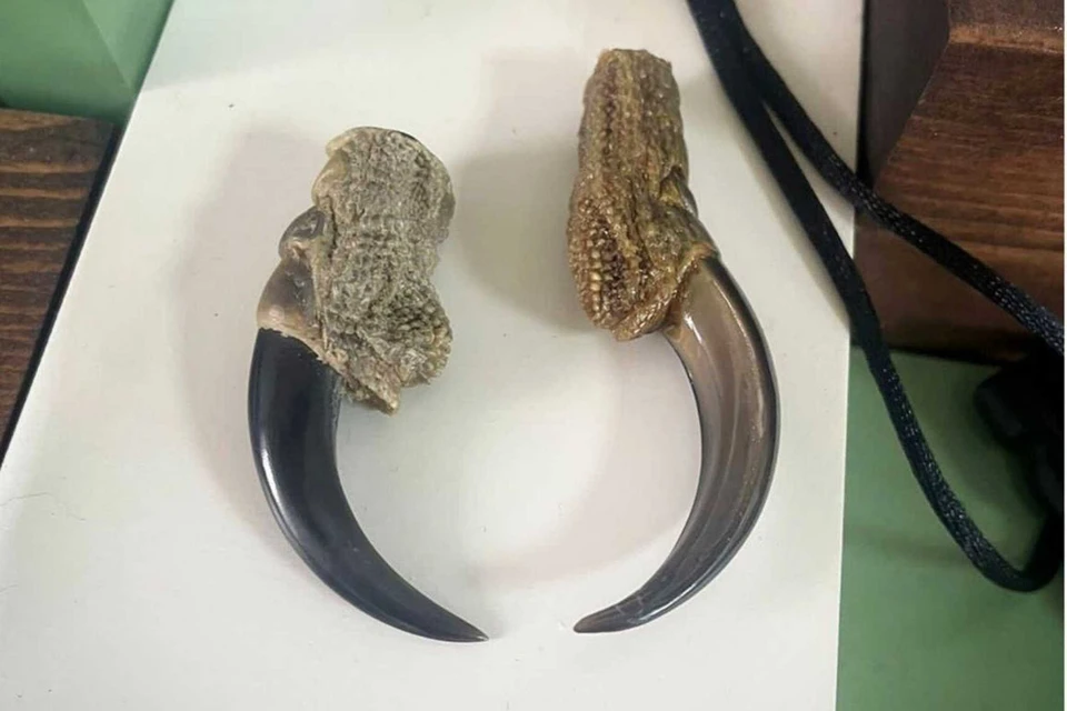 У продавца из Иркутска нашли когти и череп редкой птицы