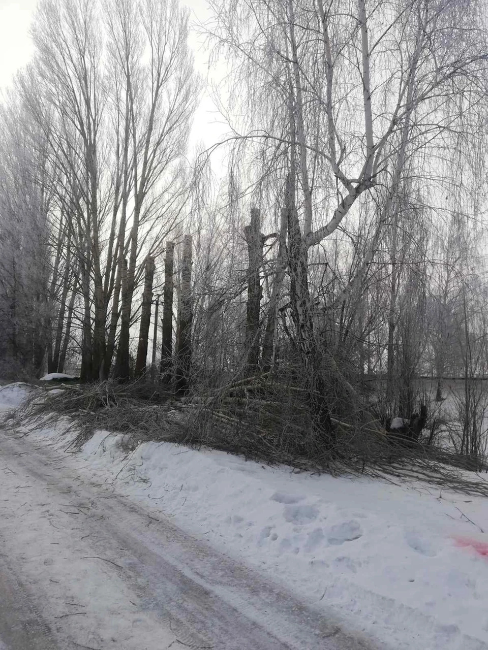 В Ульяновске в 2024 году спилят и обрежут около 2000 опасных деревьев. ФОТО: Ульяновская Гордума