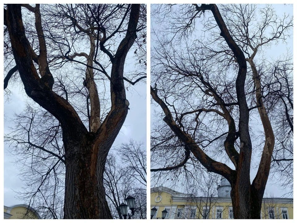 Весной и осенью этого года будет в Ярославле будет высажено 830 новых деревьев и 850 кустарников. Фото из телеграм-канала мэра Ярославля Артема Молчанова