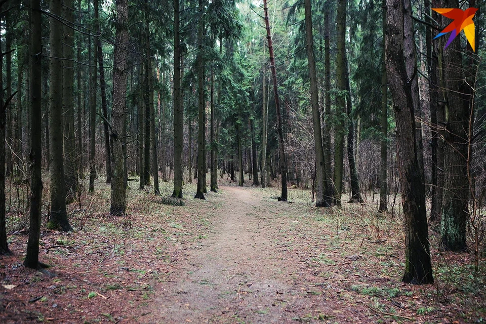 Министр лесного хозяйства сказал, что за 30 лет площадь лесов выросла на 1 млн га в Беларуси. Снимок носит иллюстративный характер.