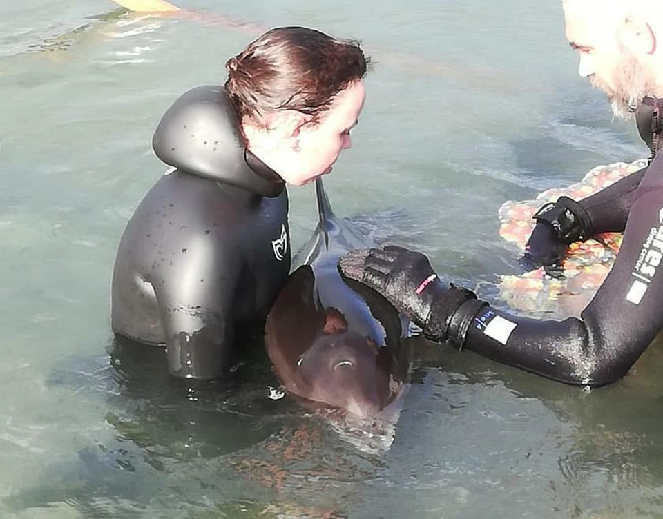 Волонтеры бьют тревогу из-за выброса дельфинов. Фото: delfacenter
