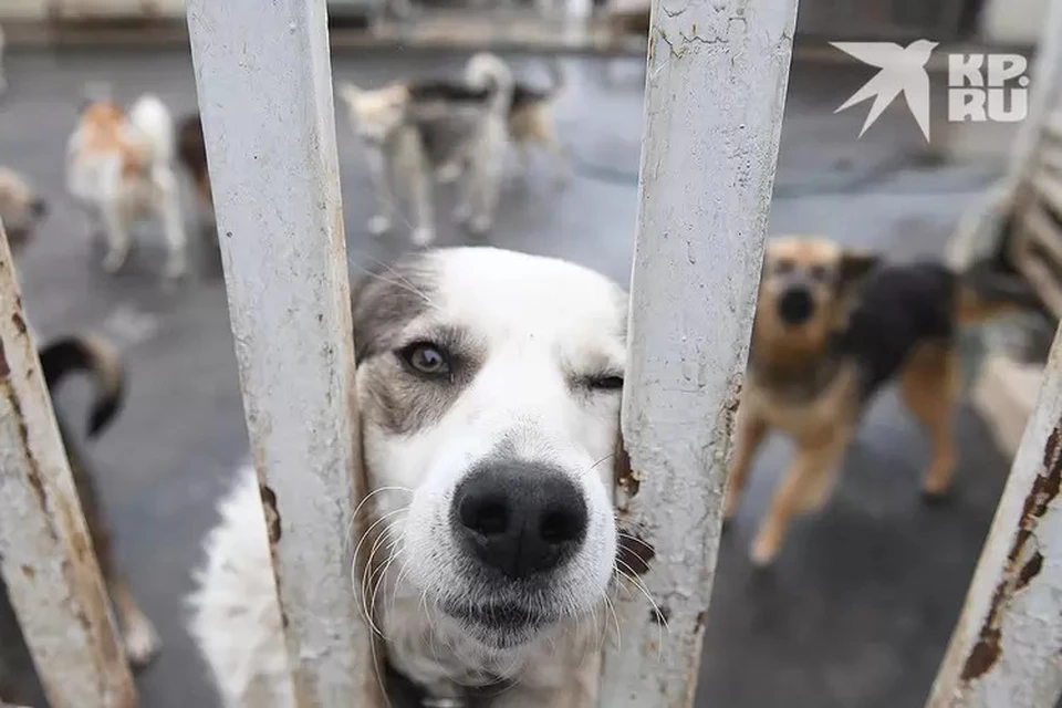 В Твери есть два приюта для бездомных животных, в один из них доставляют безнадзорных собак для стерилизации, вакцинации и затем выпуска обратно.