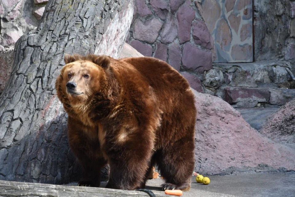 В Новосибирске оцепили территорию Заельцовского бора из-за ловли медведя.