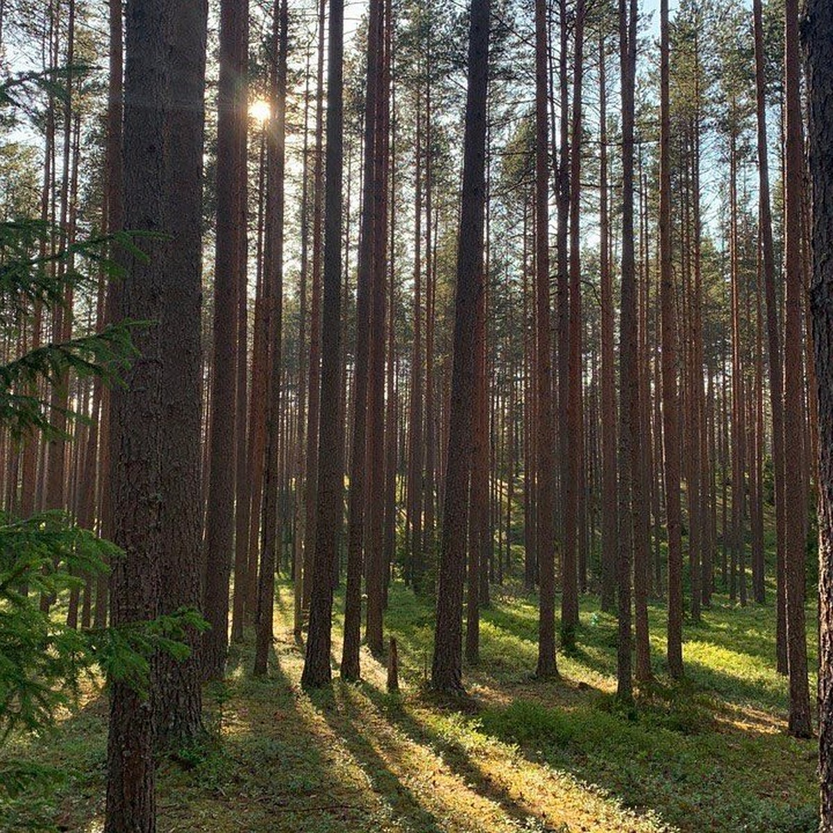 Мы его теряем! Курортный район Петербурга может лишиться более 20 гектаров  хвойного леса - KP.RU