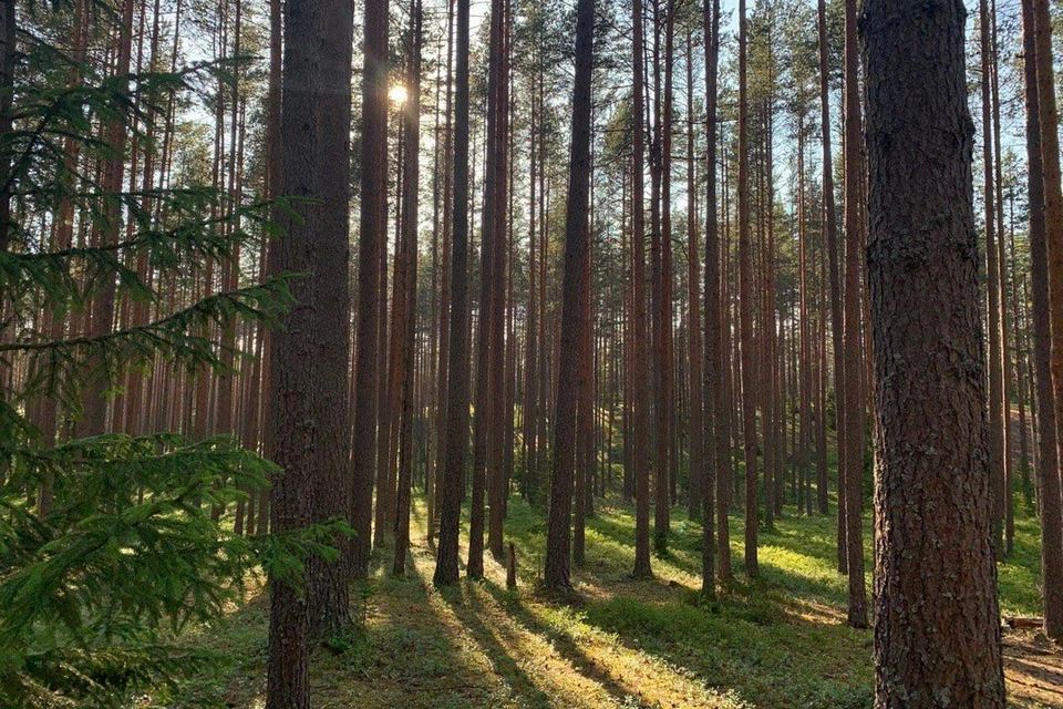 Лесной массив служит «зелеными легкими» для Петербурга. Источник: vk.com/zelenogorsk_forest.