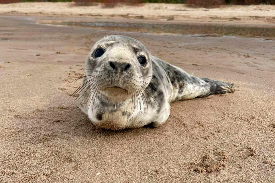 Истощенную самку серого тюленя нашли в деревне Саркюля. Фото: vk.com/sealrescue