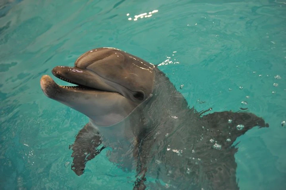 Число погибших особей дельфинов в Черном море резко возросло