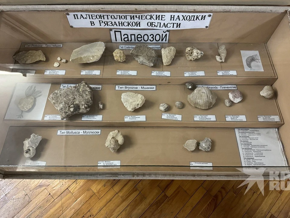 В библиотеке РГУ на улице Свободы открылась удивительная выставка древних ящеров.