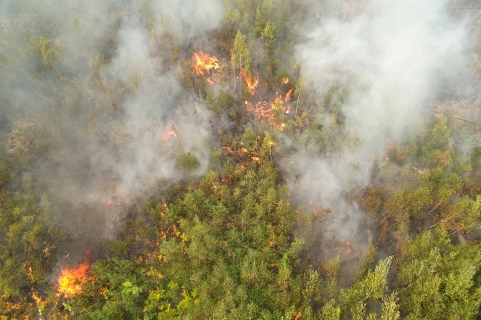 Режим ЧС из-за пожаров ввели в лесах ЕАО