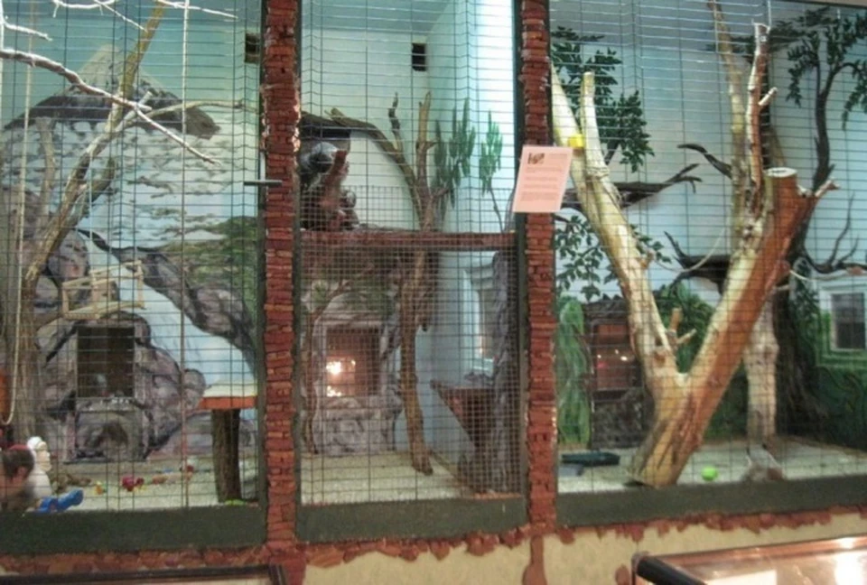 Коллекция "Тропик парка" насчитывала порядка двухсот видов приматов, рептилий, земноводных, насекомых, грызунов и птиц. Фото с официального сайта парка.