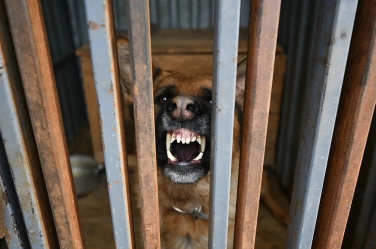 «А если бы вас покусали, вы бы стали так разглагольствовать?»: новый закон за три года уберет с улиц Хабаровского края всех собак