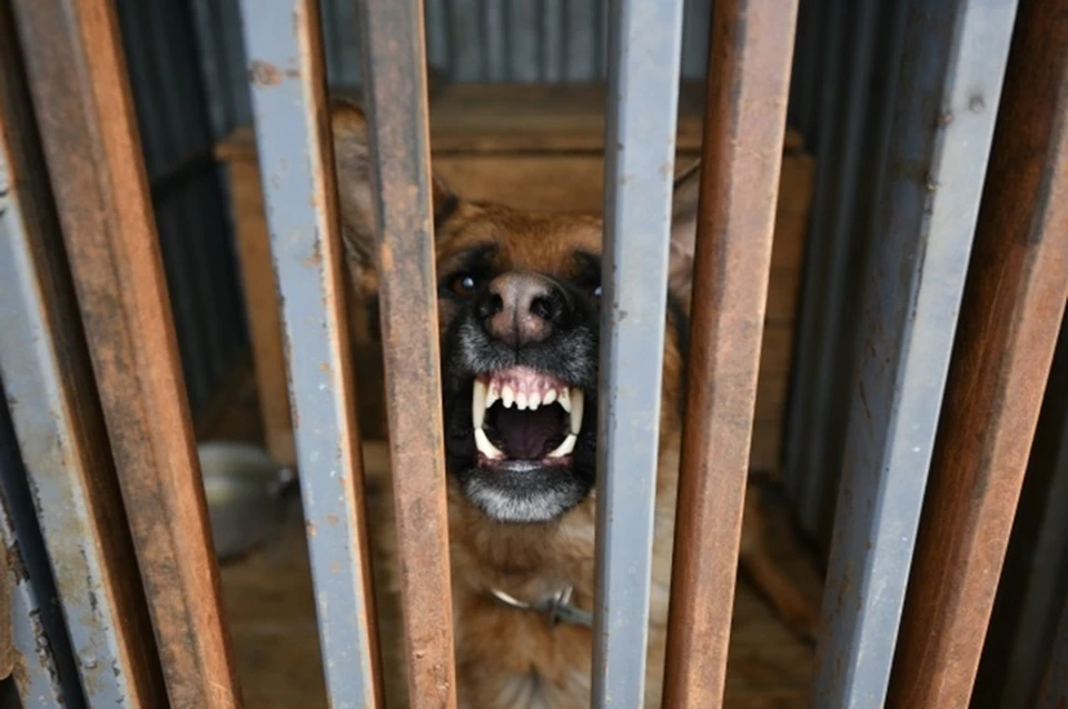 В год на содержание собак в приютах будут тратить 118 миллионов рублей