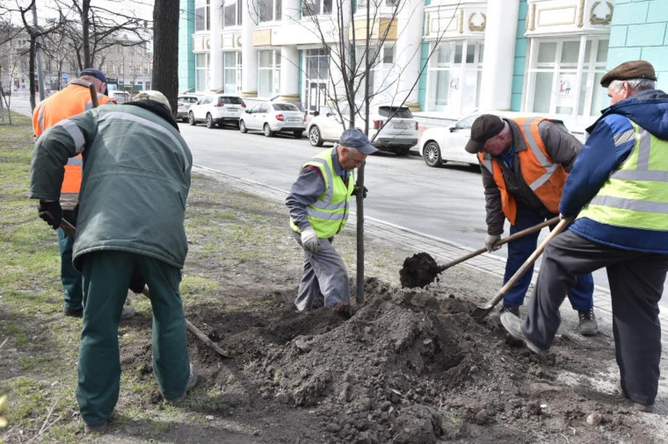 В Ульяновске вместо сломанных деревьев на Гончарова высадили 17 трехметровых лип | ФОТО: администрация Ульяновска