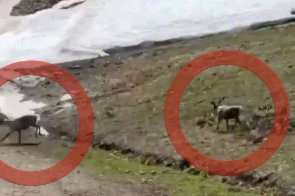 Фото: скриншот видео в социальных сетях