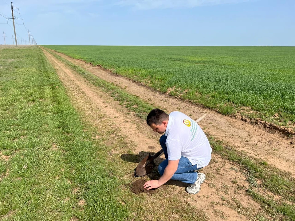 Специалисты каждый день наблюдают за созреванием саранчовых. Фото: администрация Волгоградской области.