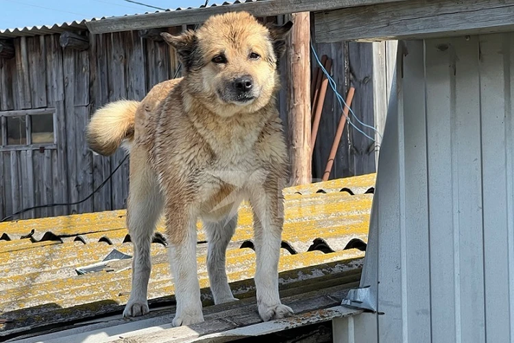 Он ждал и просил о помощи: корреспонденты «Комсомолки» спасли мокрого пса в затопленном поселке Плодопитомник в Тюменской области