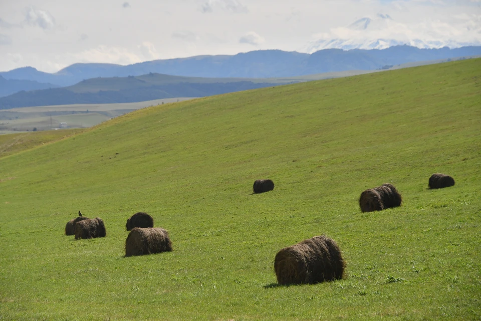 Аграриям выделили господдержку